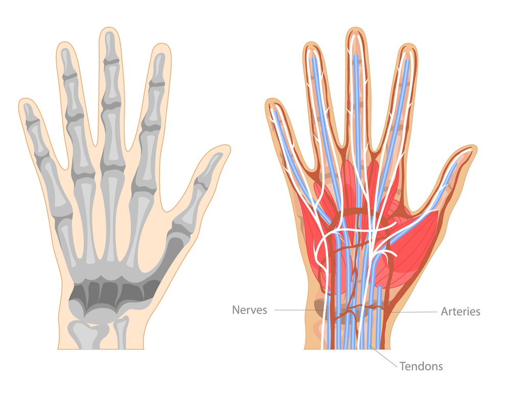 Illustration einer Hand