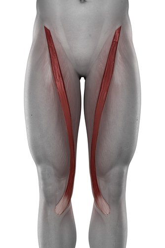 Sartorius Muskel (Musculus sartorius) - Anatomie, Definition und Verletzung