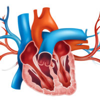 Aortensklerose Ursachen, Symptome und Therapie