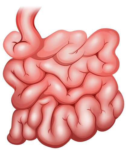 Terminales Ileum entzündet – was tun?