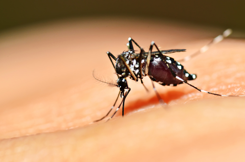 Entzündeter Mückenstich – Behandlung und Therapie