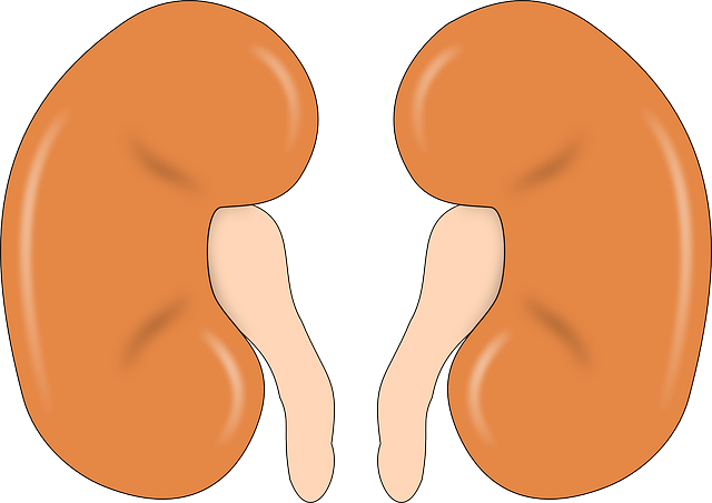 Nierengrieß – Behandlung und Therapie