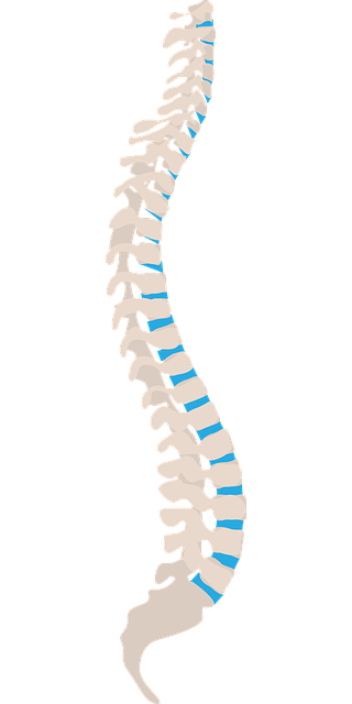 Anulus Fibrosus – Anatomie, Behandlung und Therapie