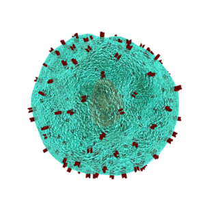 Dendritische Zellen – ihre Aufgabe, Funktion und Immuntherapie