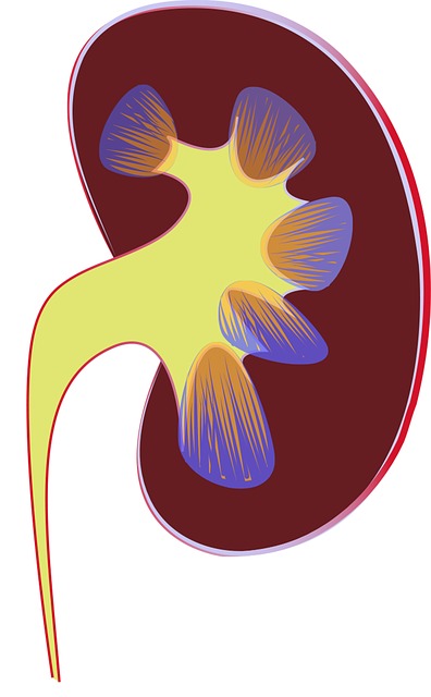 Hyperaldosteronismus – Symptome, Diagnostik, Therapie und Behandlung