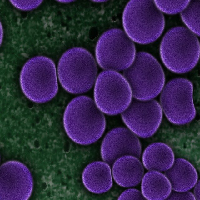 Enterococcus Faecium – Definition, Übertragung und Behandlung