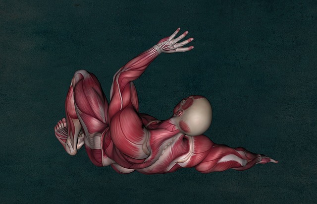 Sulcus Bicipitalis – Definition, Funktion und mögliche Erkrankungen