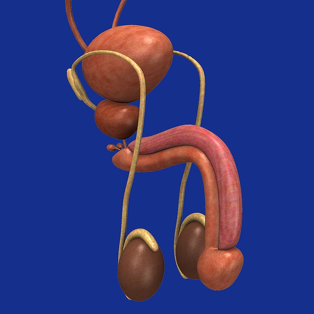 Bläschendrüse – Anatomie, Funktion und mögliche Erkrankungen