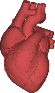 Herzohr – Definition, Anatomie und Funktion