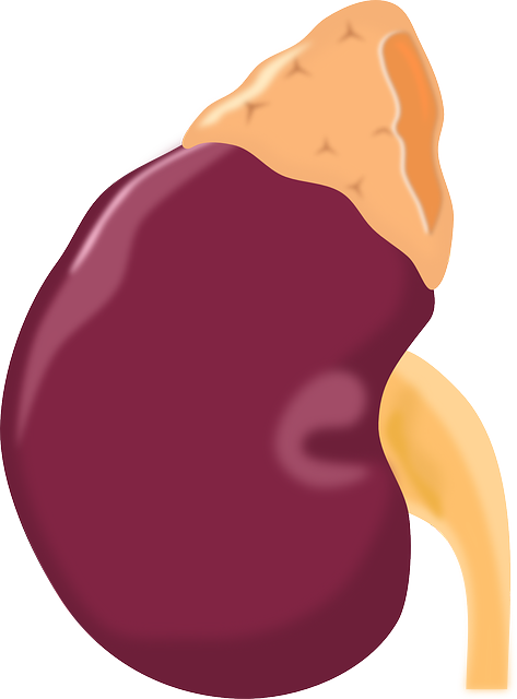 Nierenbluten – Definition, Symptome und Anzeichen