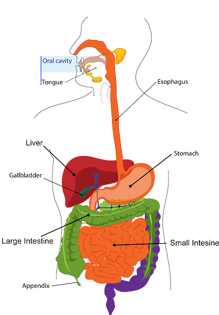 Cholezystolithiasis