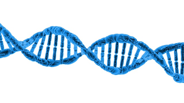 Homozygot