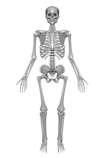 Kaudal