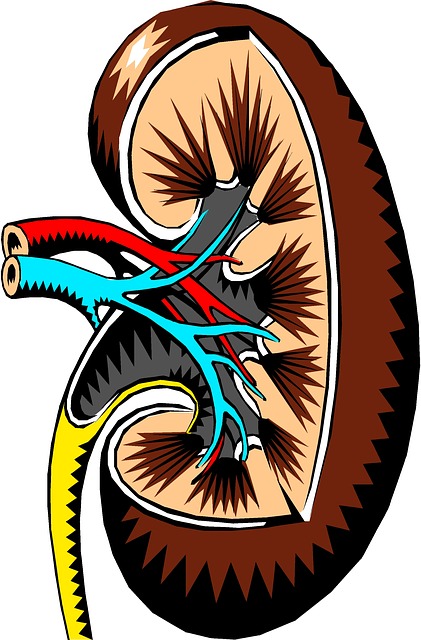 Renal