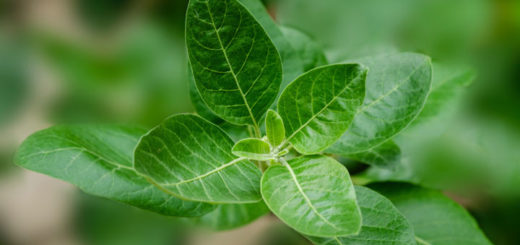 Ashwagandha ist eine bekannte Heilpflanze der ayurverdischen Medizin