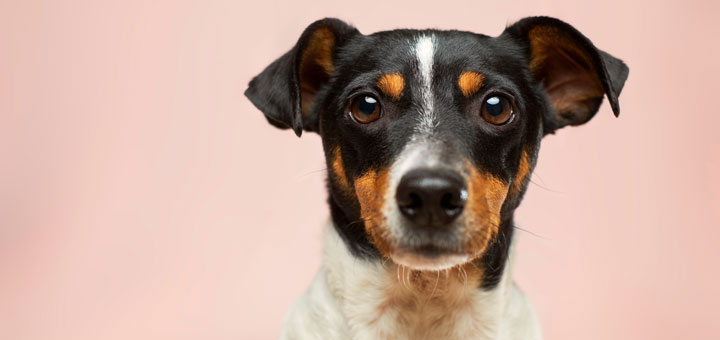 Hund mit aufgestellten Ohren erwartet CBD Öl
